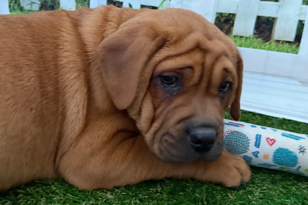 Mixed Breed dogs for sale: Mixed Breed Puppy 5 - Ad 1