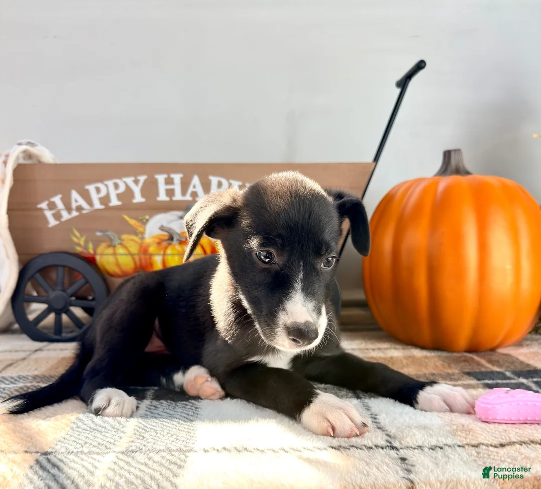 Border Collie dogs for sale: Maple - Ad 2
