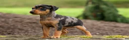 Miniature Pinscher dogs for sale: AMY - Ad 7