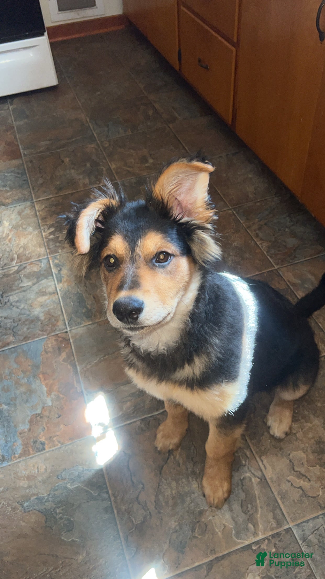 Mixed Breed dogs for sale: Mixed Breed Puppy 1 - Ad 1