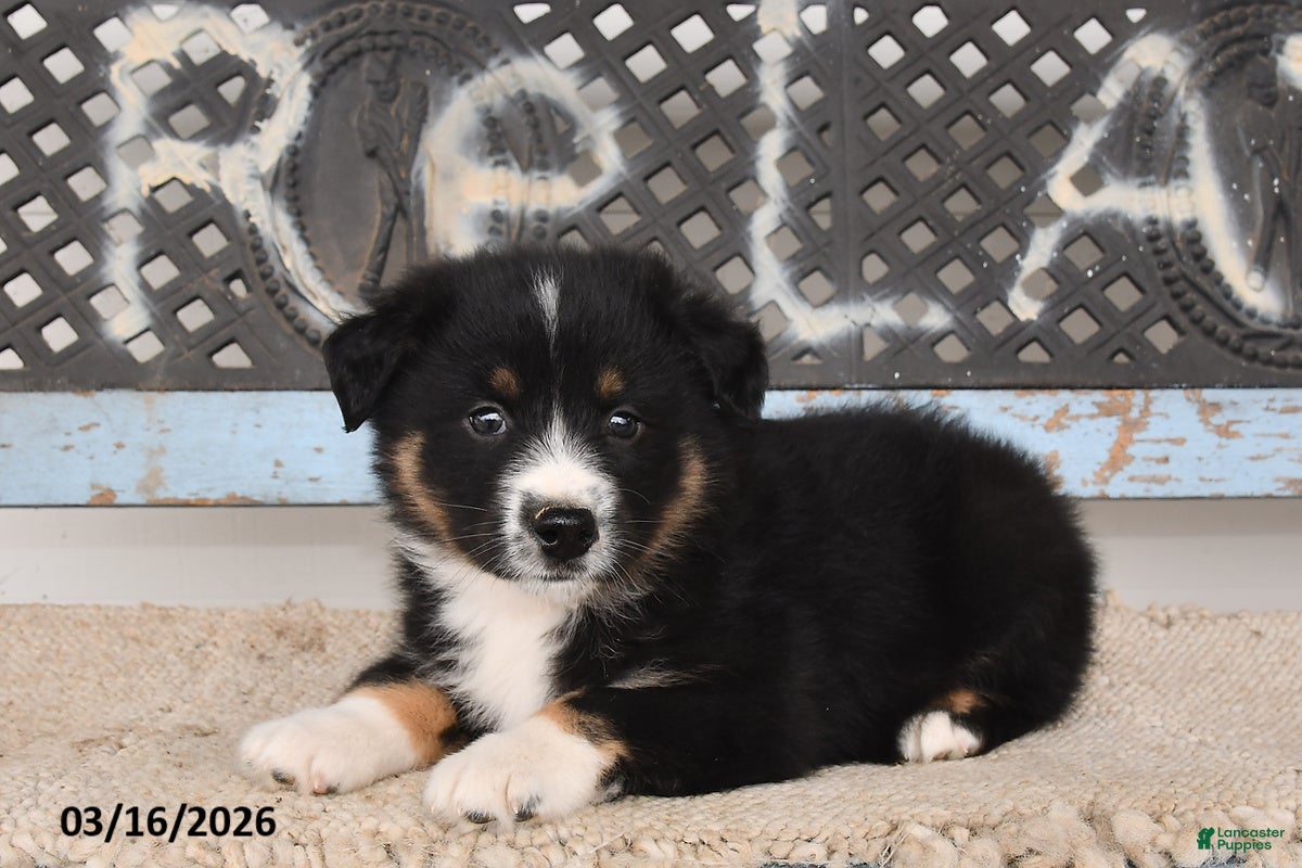 Australian Shepherd dogs Gunner - Ad 2