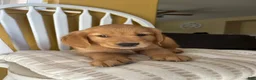 Golden Retriever dogs for sale: Golden Retriever Purple  - Ad 5