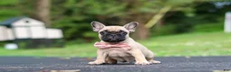 French Bulldog dogs for sale: Callie - Ad 3