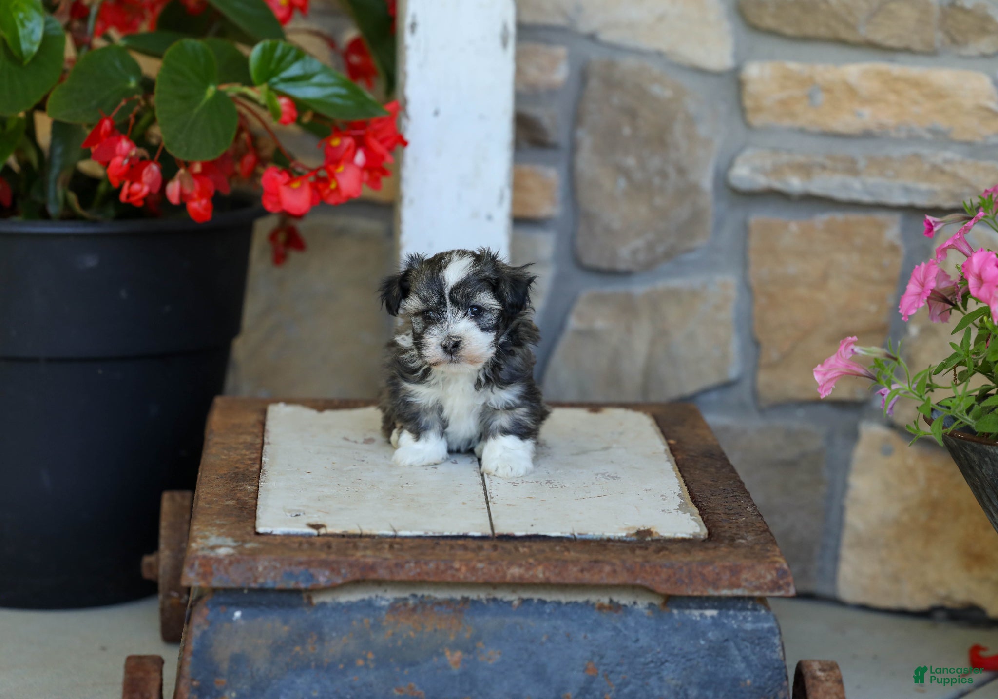 Havanese dogs AKC Cody - Ad 1