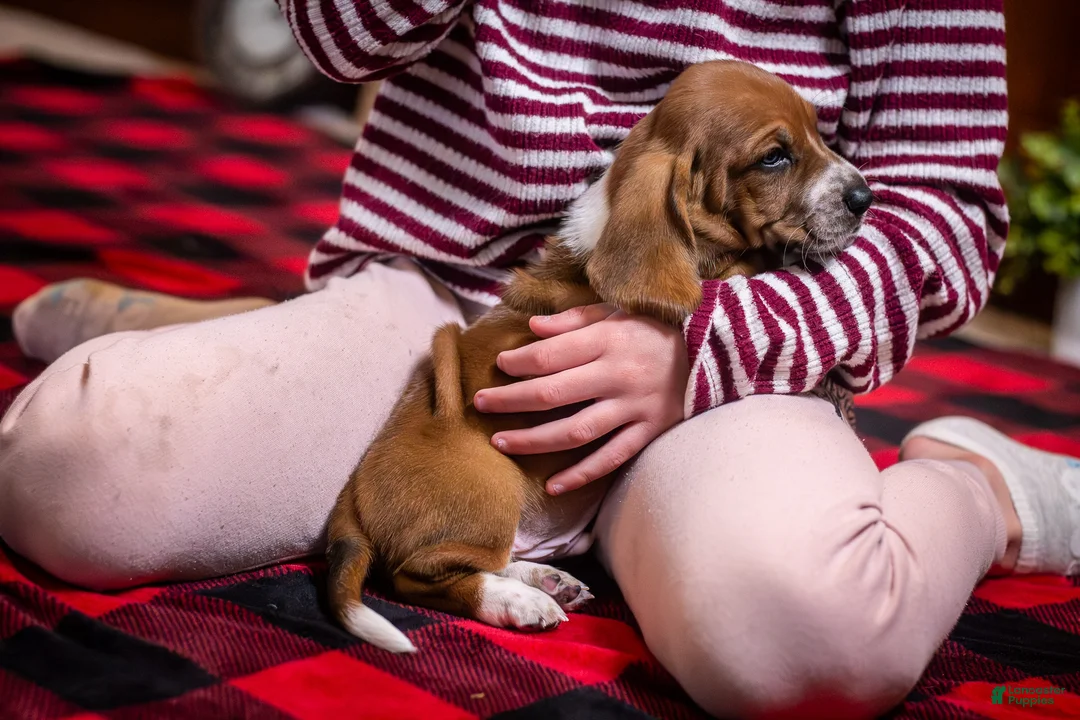 Basset Hound dogs for sale: Axel  - Ad 5