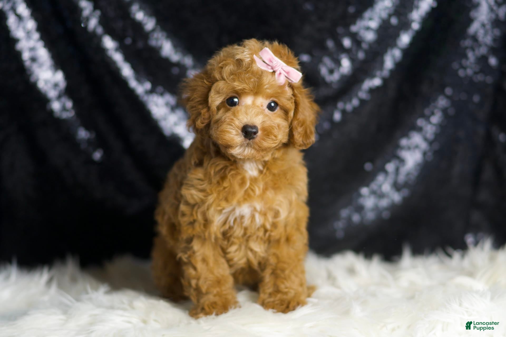 Toy Poodle dogs Patience - Ad 2