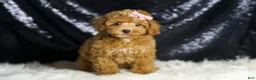 Toy Poodle dogs for sale: Patience - Ad 2