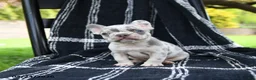 French Bulldog dogs for sale: Rolo - Ad 2