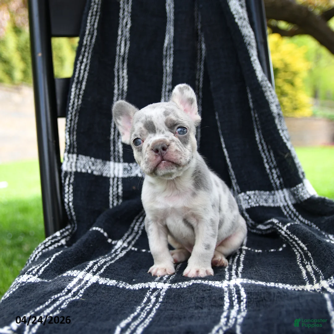 French Bulldog dogs for sale: Rolo - Ad 2