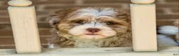 Shihpoo dogs for sale: Bennett - Ad 9