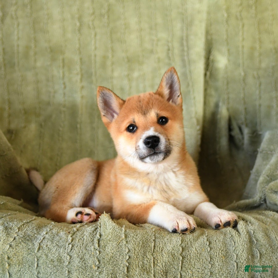 Mixed Breed dogs Sharkey - Ad 6