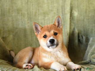 Mixed Breed dogs Sharkey - Ad 38