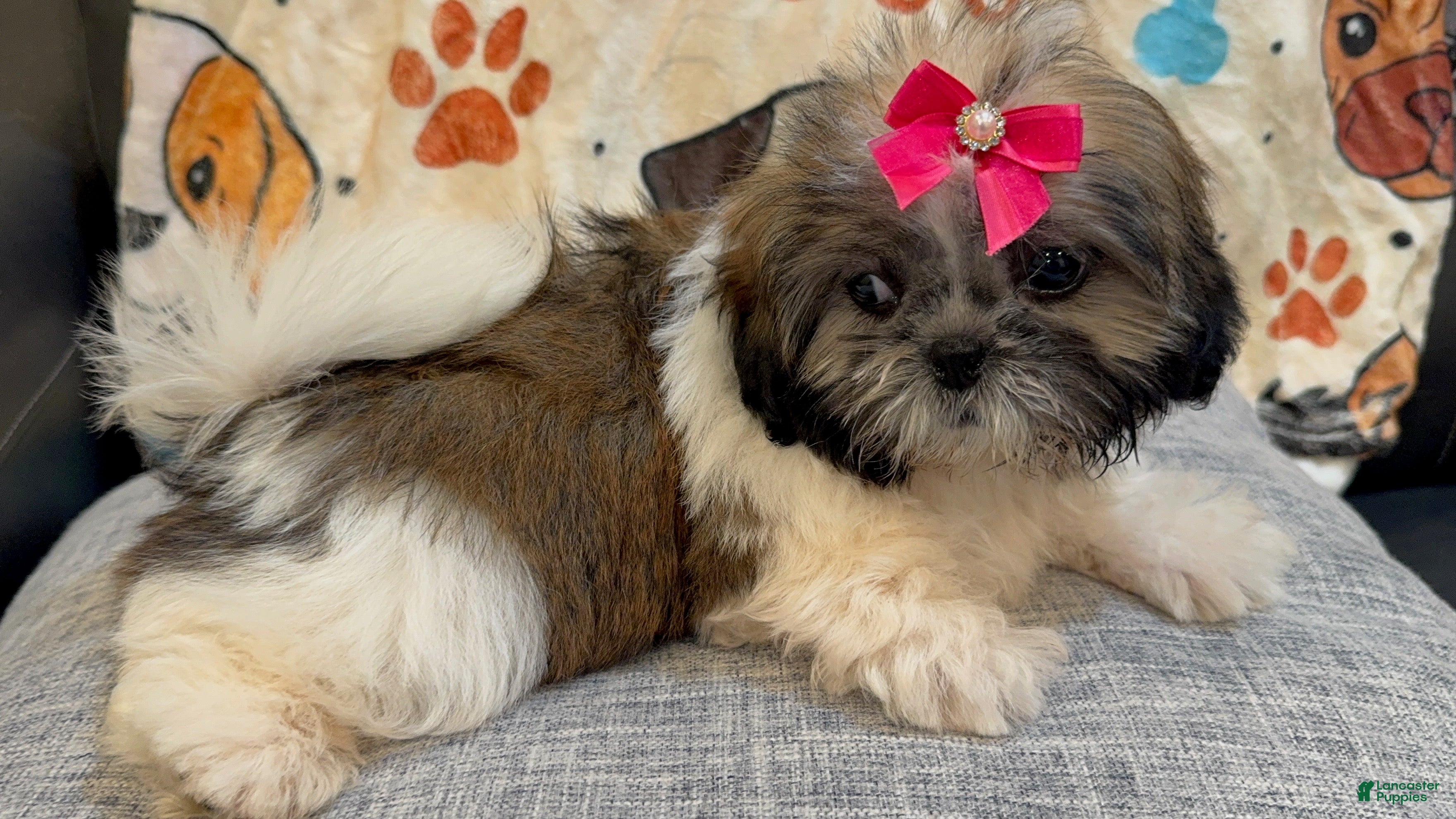 Shih Tzu dogs Lydia - Ad 10