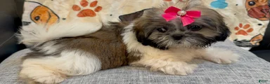 Lydia