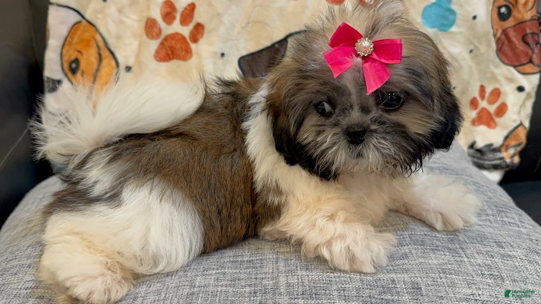Shih Tzu dogs for sale: Lydia - Ad 1