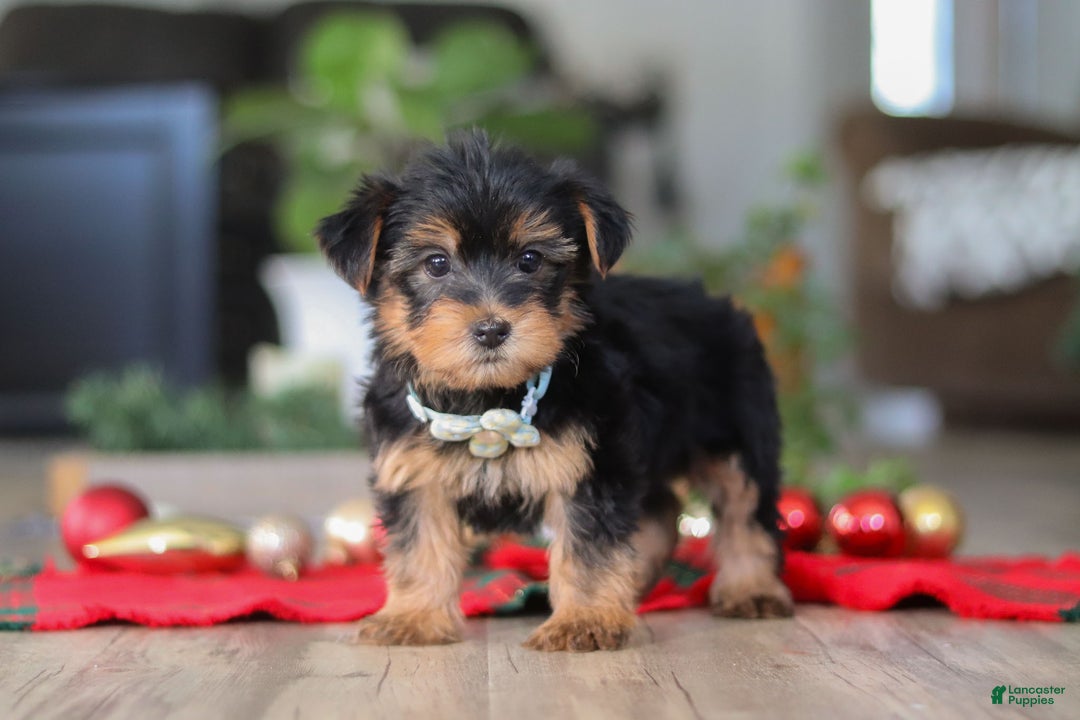 Morkie dogs for sale: Bailey - Ad 7