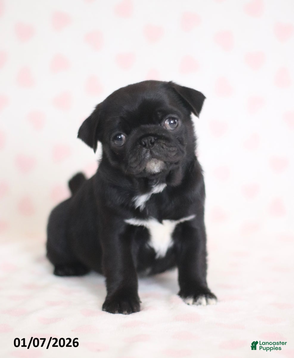 Pug dogs for sale: Bingo - Ad 2