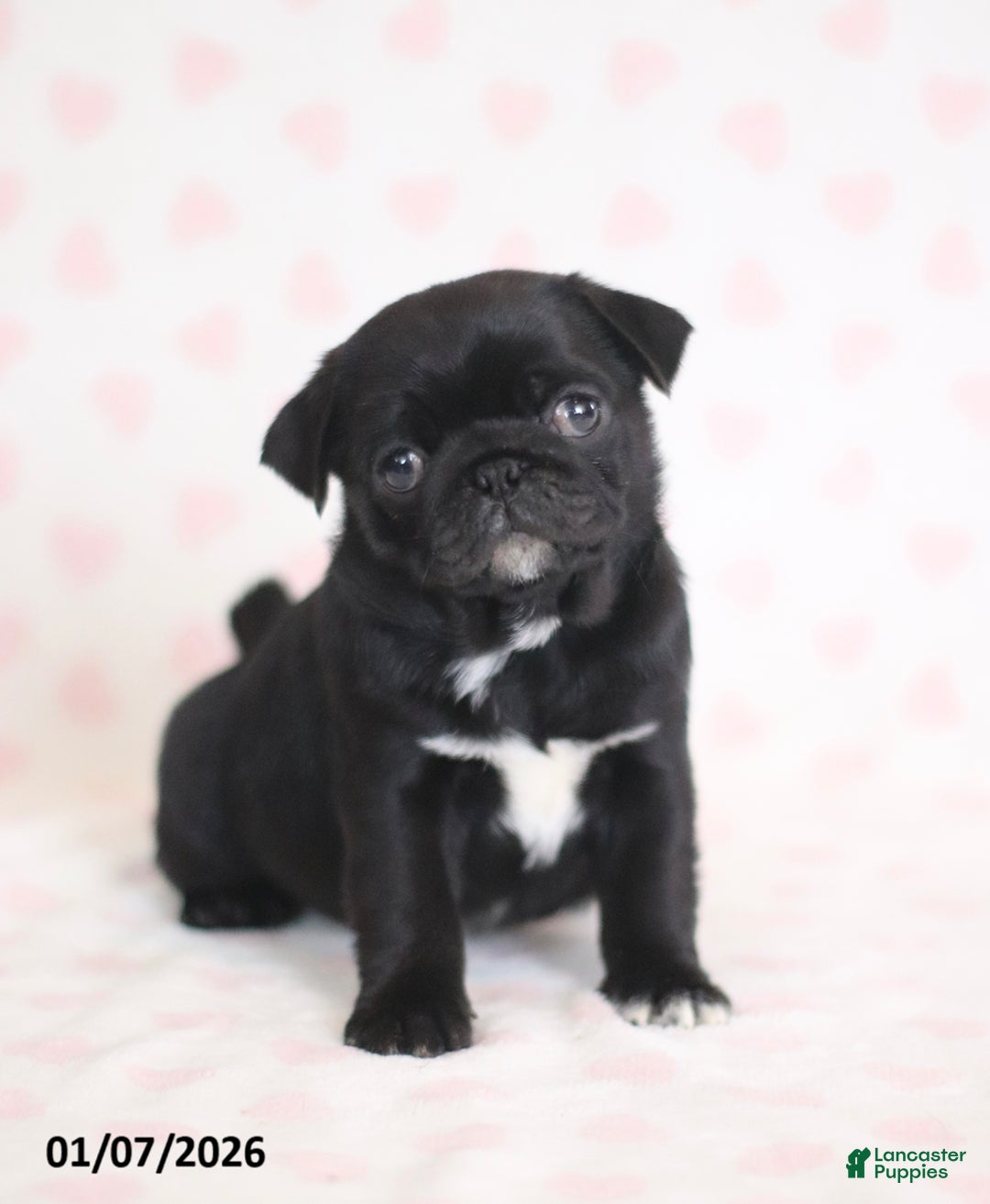 Pug dogs for sale: Bingo - Ad 1