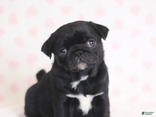 Pug dogs for sale: Bingo - Ad 2