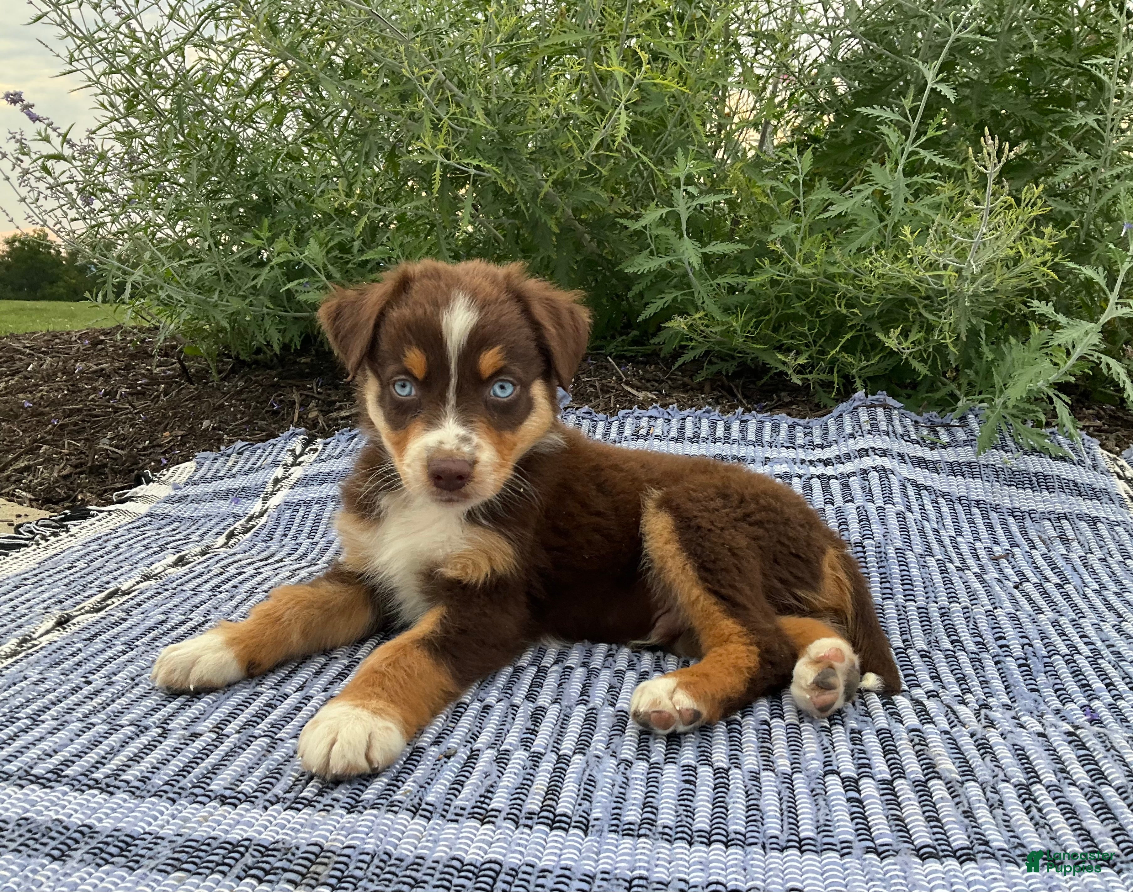 Australian Shepherd dogs Jaxson - Ad 2