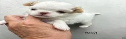Japanese Chin dogs for sale: Kimi - Ad 8
