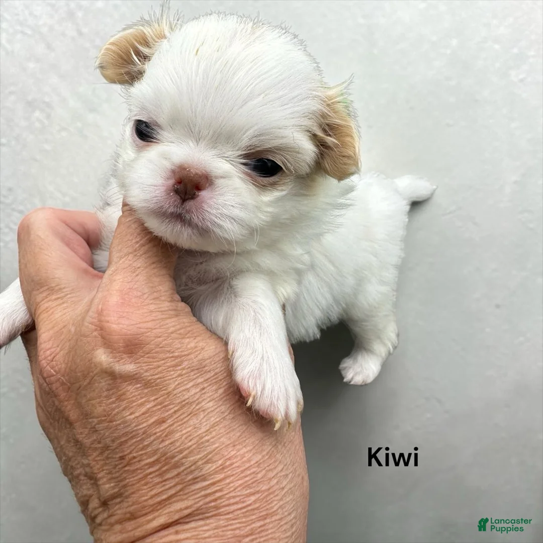 Japanese Chin dogs for sale: Kimi - Ad 8