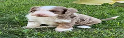 Aussiedoodle dogs for sale: Butternut Miniature Aussiedoodle  - Ad 5