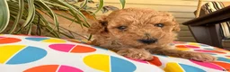 Toy Poodle dogs for sale: Mike  - Ad 3