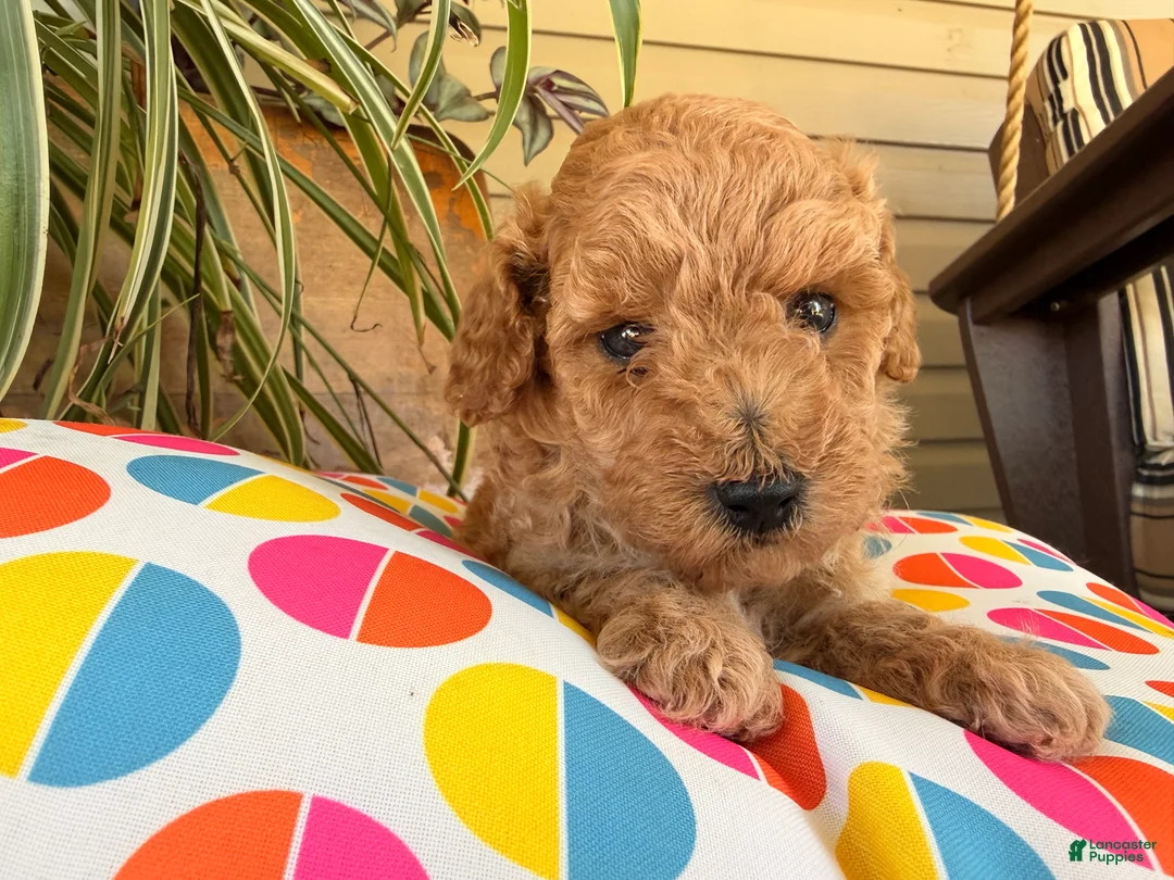 Toy Poodle dogs for sale: Mika - Ad 13