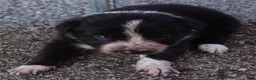 Border Collie dogs for sale: ROXY - Ad 4