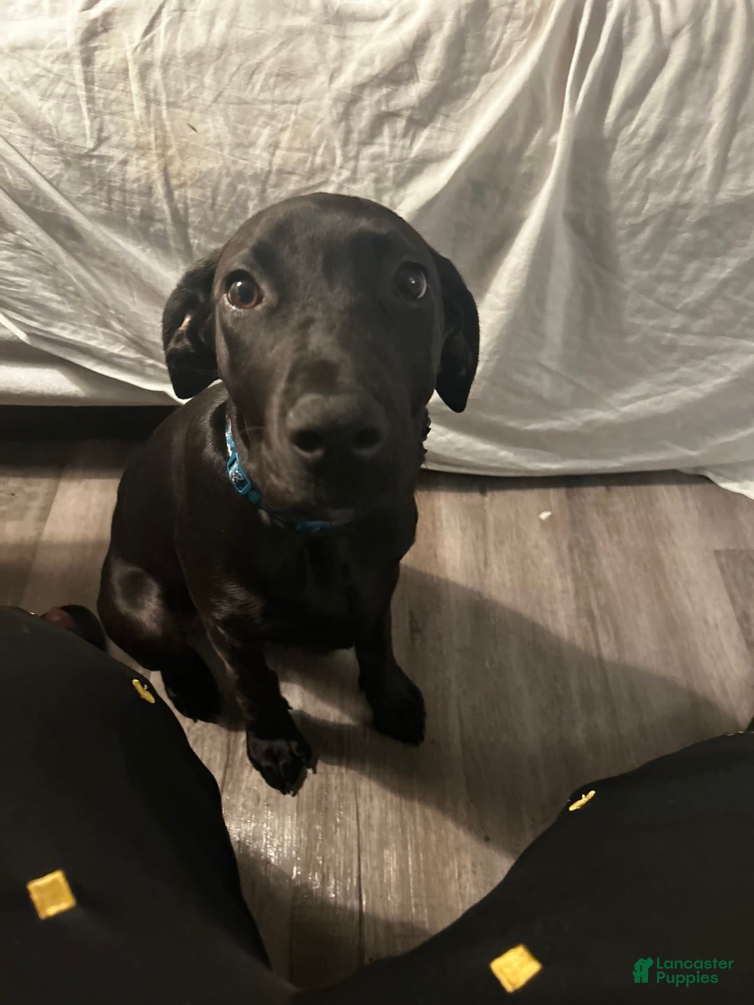 Gallery Image {{count}}