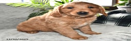 Golden Retriever dogs for sale: Arabella - Ad 3
