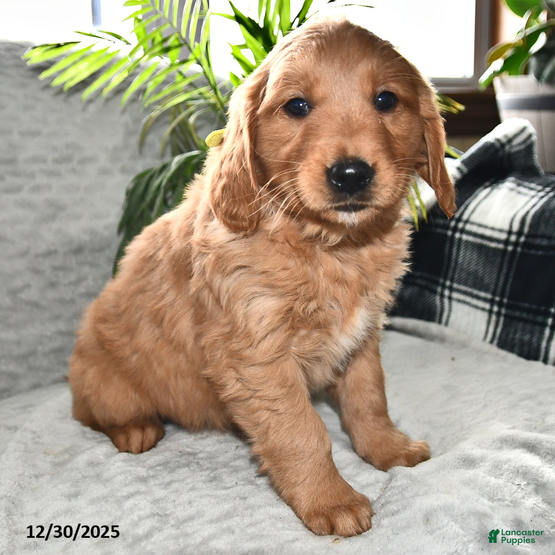 Golden Retriever dogs for sale: Arabella - Ad 3