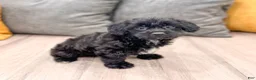 Yorkiepoo dogs for sale: Tonya - Ad 4