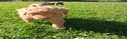Mixed Breed dogs for sale: Jasper - Ad 7