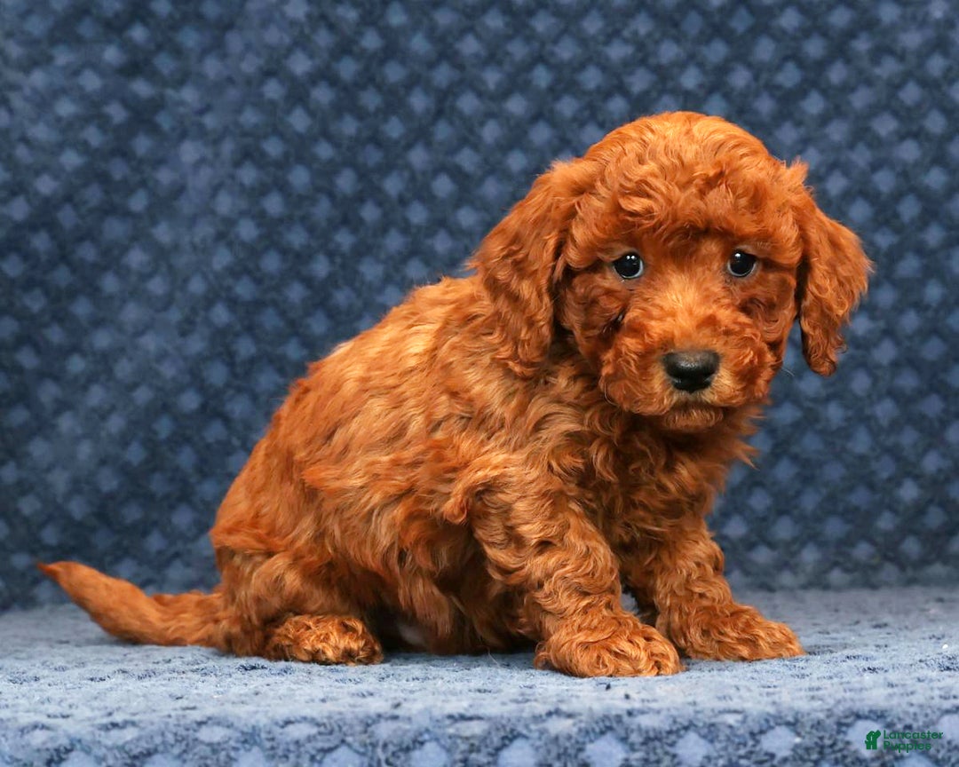 Bichpoo dogs for sale: Ender - Ad 7