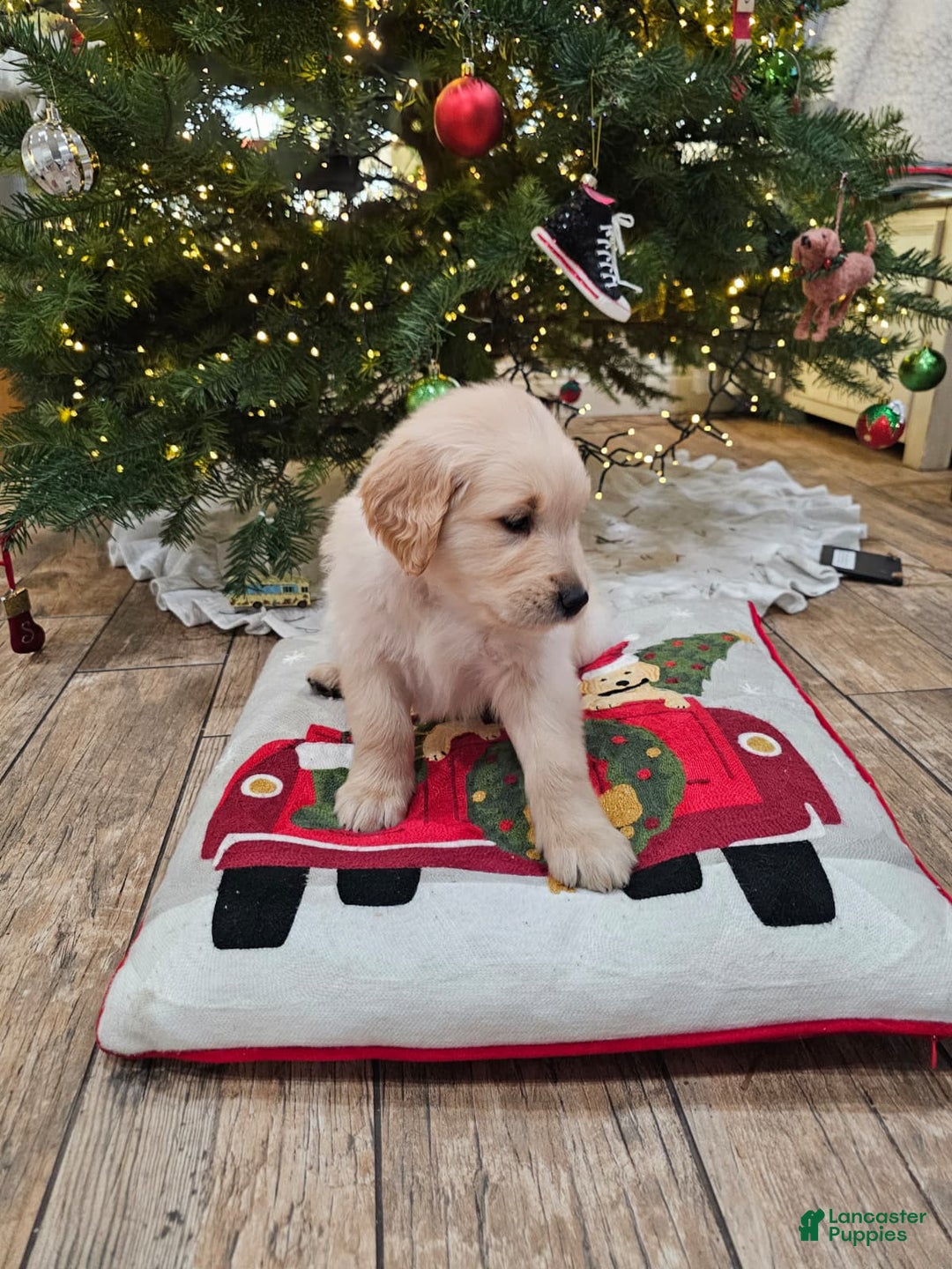 Golden Retriever dogs for sale: Golden Retriever Puppy 5 - Ad 4