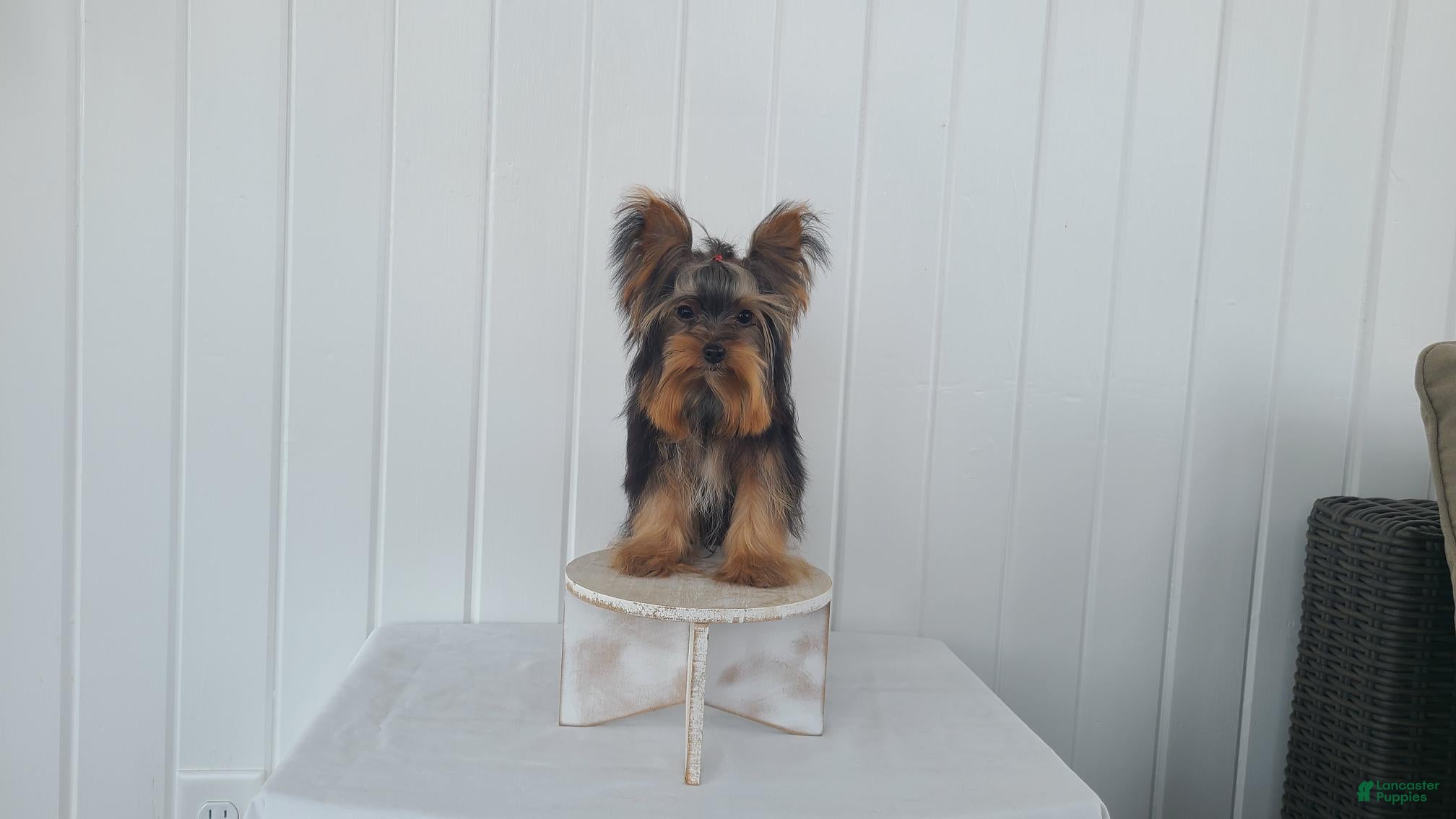 Yorkshire Terrier dogs Yorkshire Terrier Puppy 1 - Ad 1