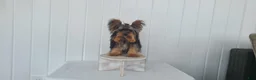 Yorkshire Terrier dogs for sale: Yorkshire Terrier Puppy 1 - Ad 1