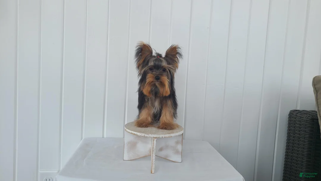 Yorkshire Terrier dogs for sale: Yorkshire Terrier Puppy 1 - Ad 1