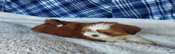 Shih Tzu dogs for sale: DOLLY - Ad 13
