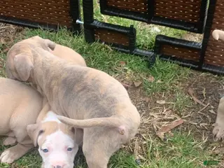 American Pit Bull Terrier dogs American Pit Bull Terrier Puppy 5 - Ad 5