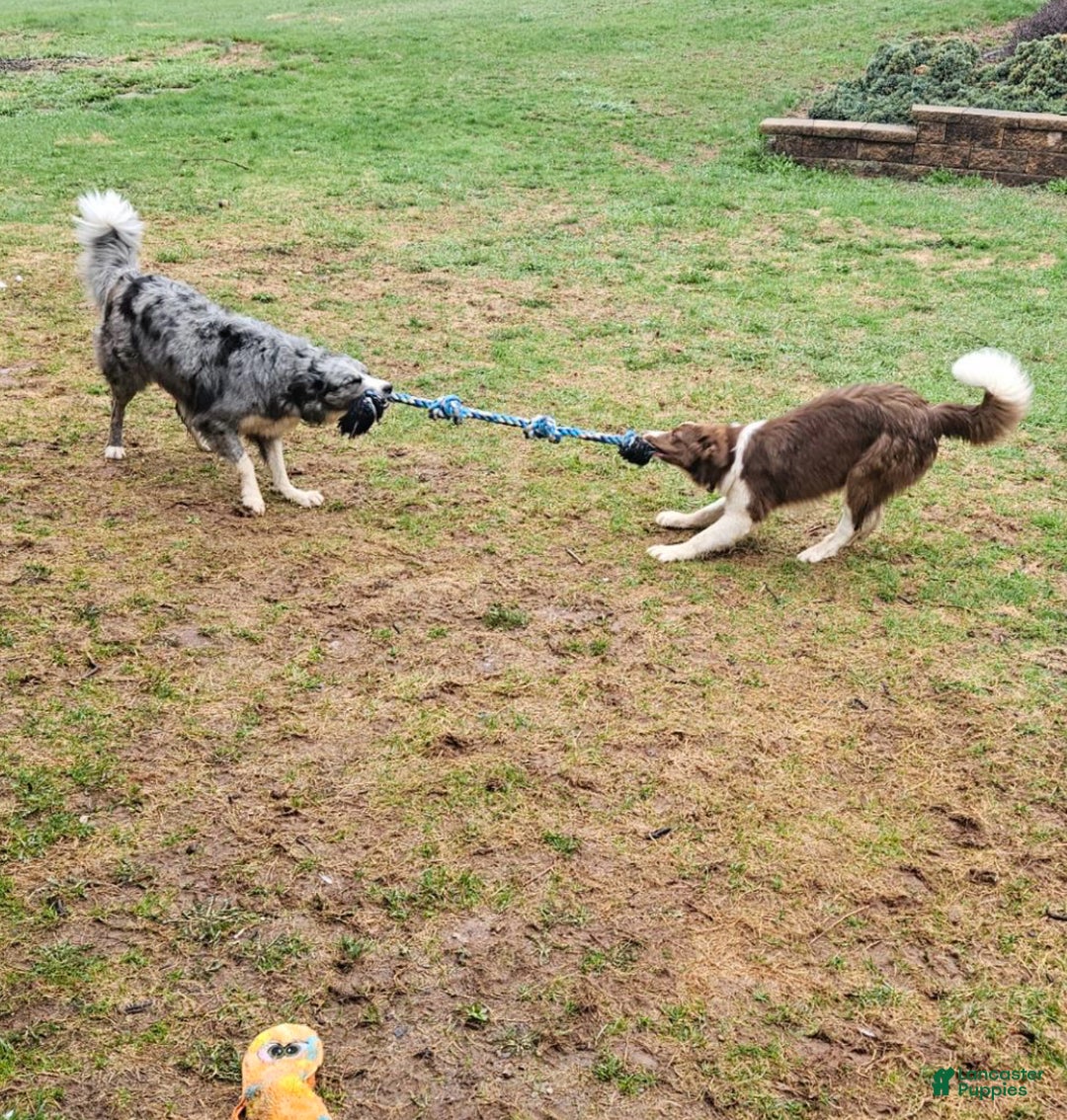 Border Collie dogs for sale: Border Collie Puppy 1 - Red - Ad 34