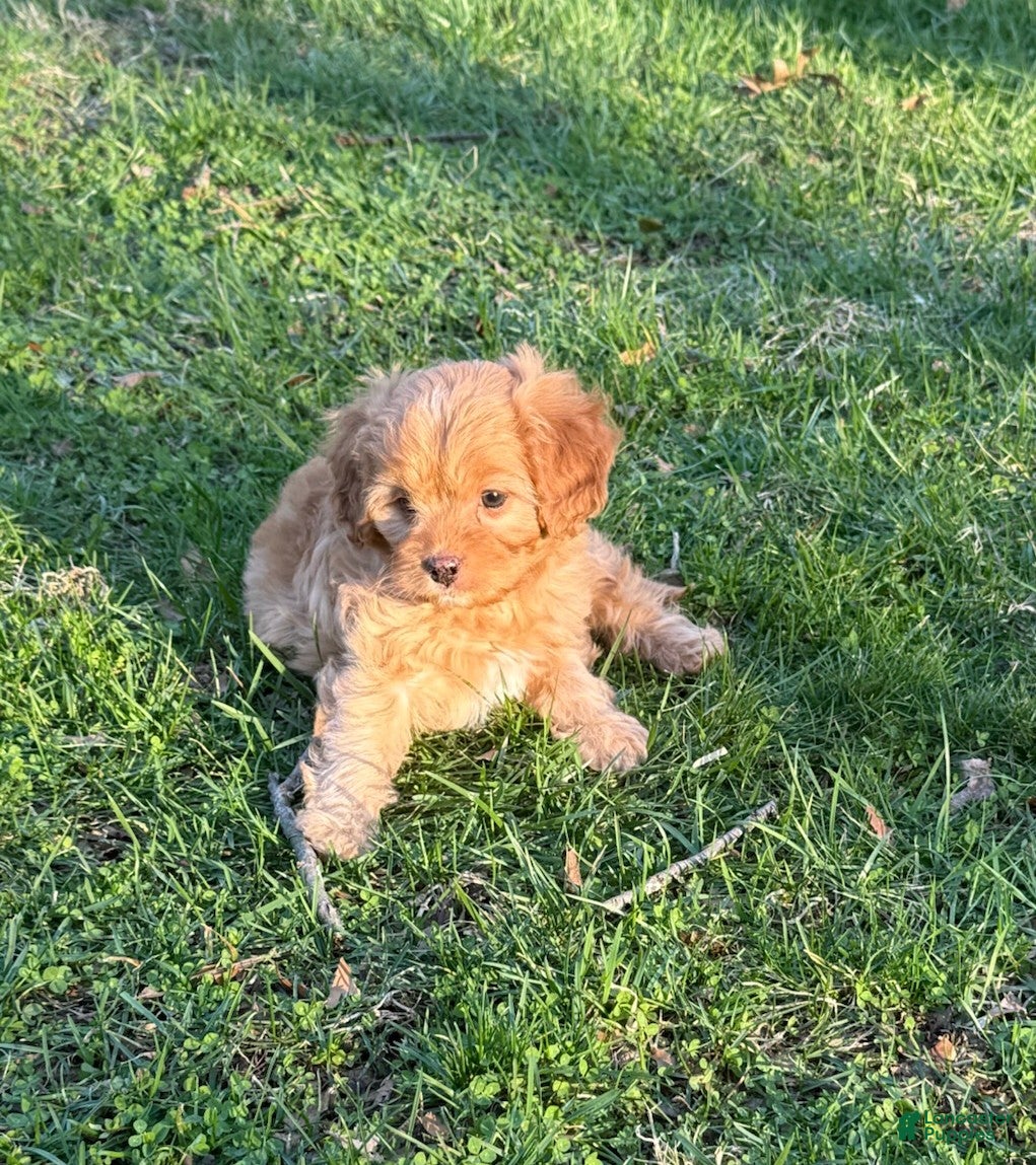 Cavapoo dogs Rusty - Ad 2
