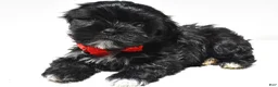 Shorkie dogs for sale: Patrick - Ad 8