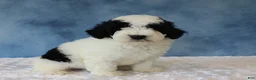 Mixed Breed dogs for sale: Charlie - Ad 1