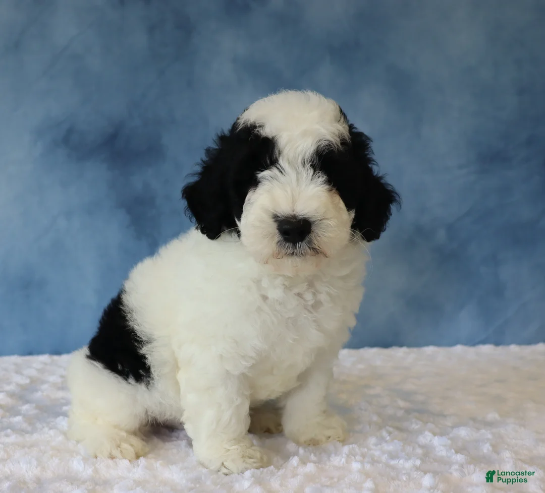 Mixed Breed dogs for sale: Charlie - Ad 1