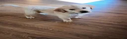 Golden Retriever dogs for sale: Golden Retriever 4 - Ad 1