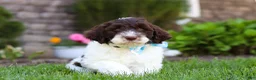 Portuguese Water Dog dogs for sale: Charlie - Ad 4