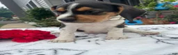 Beagle dogs for sale: Lady - Ad 3